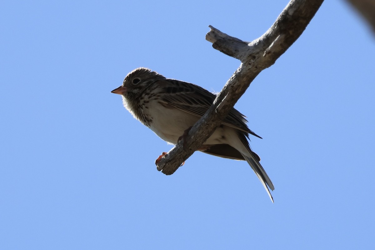 Vesper Sparrow - ML578117851