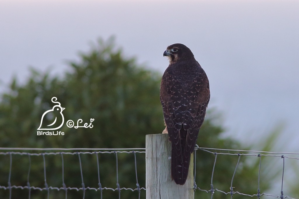New Zealand Falcon - Lei Zhu