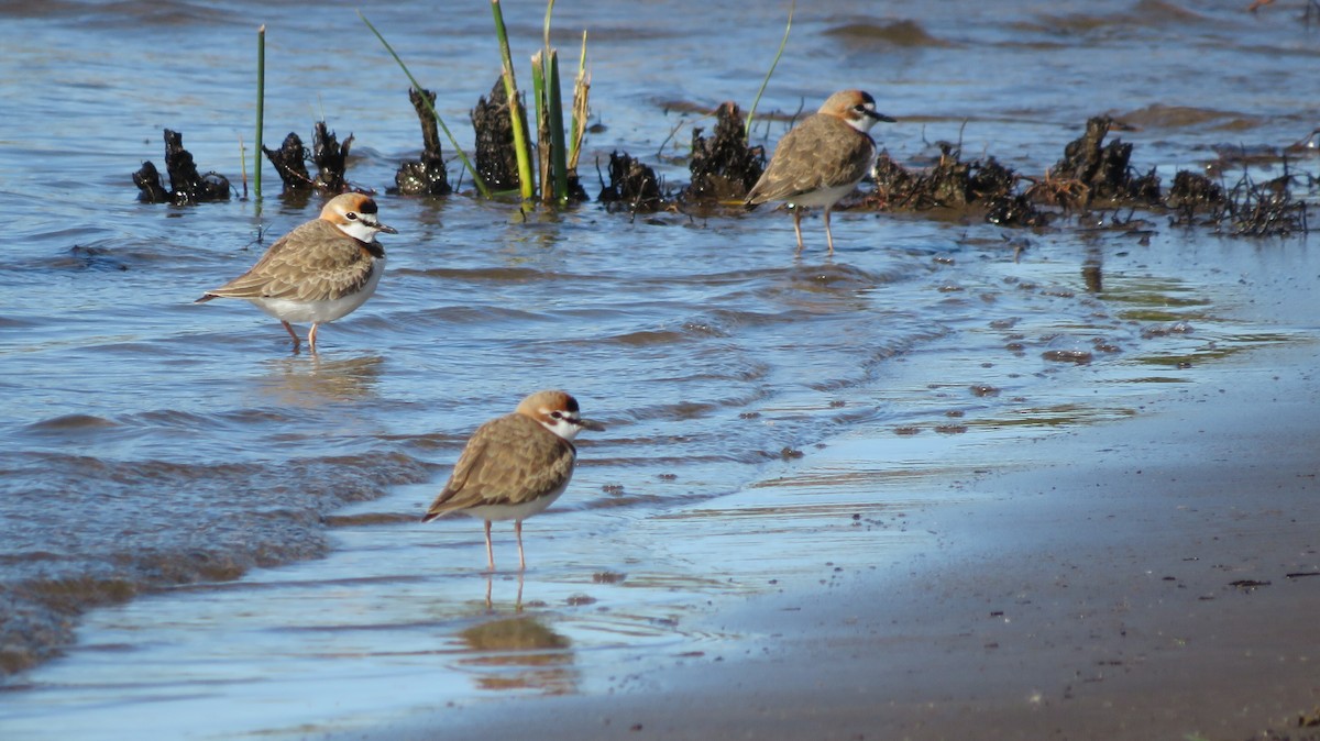 Collared Plover - ML578122241