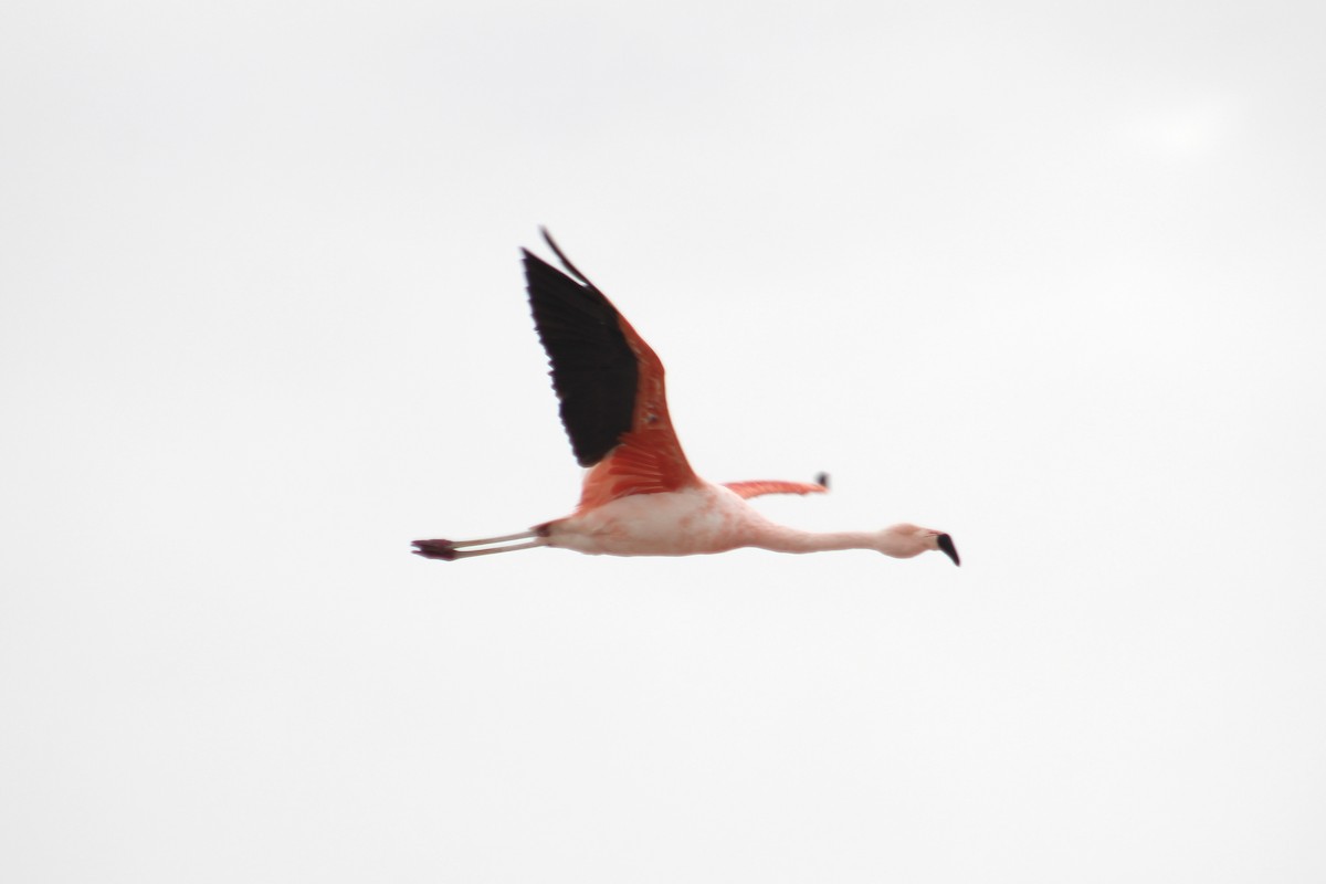 Şili Flamingosu - ML578123351
