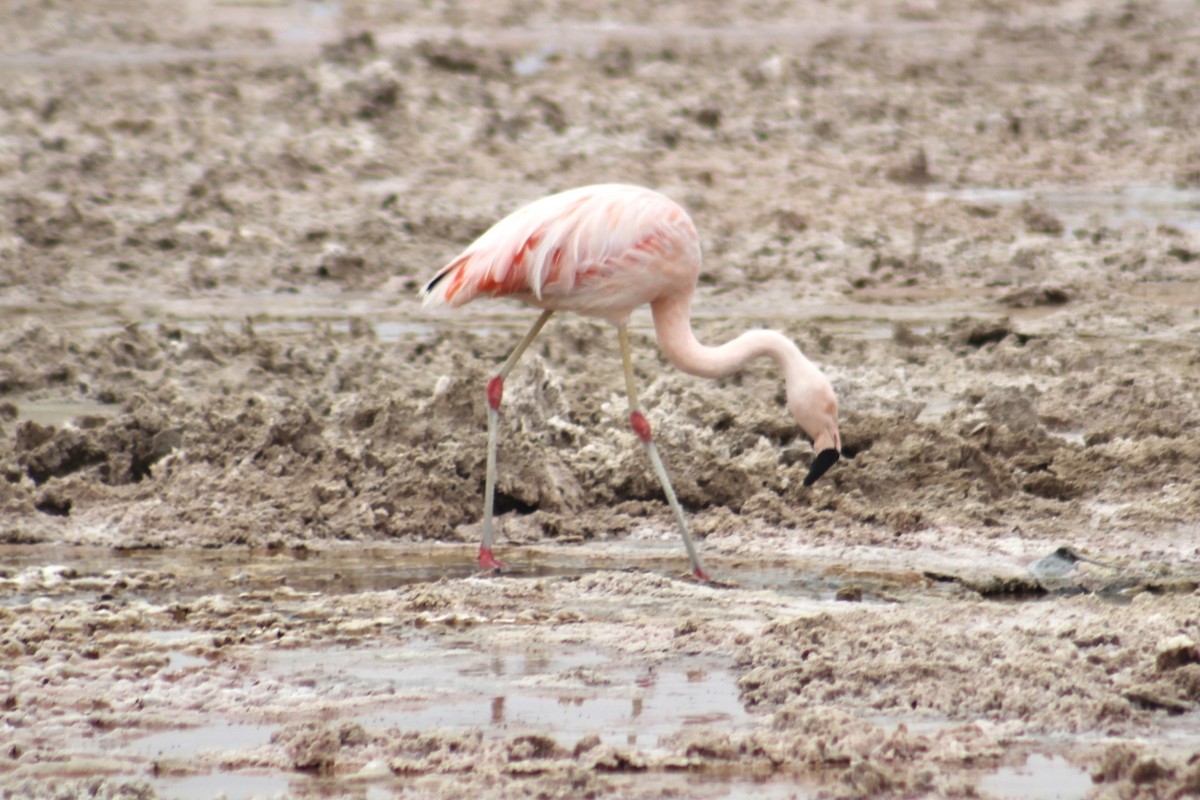 Chilean Flamingo - ML578123371