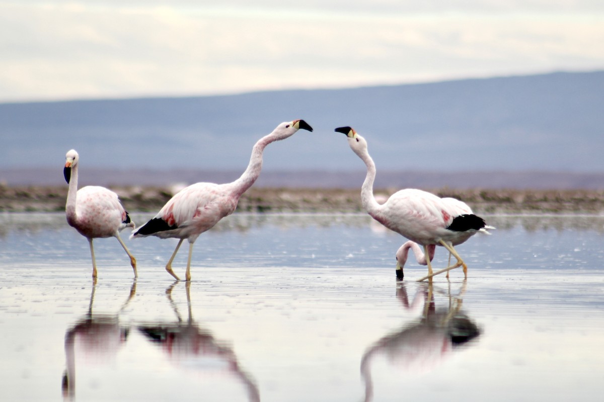 Andean Flamingo - ML578123501