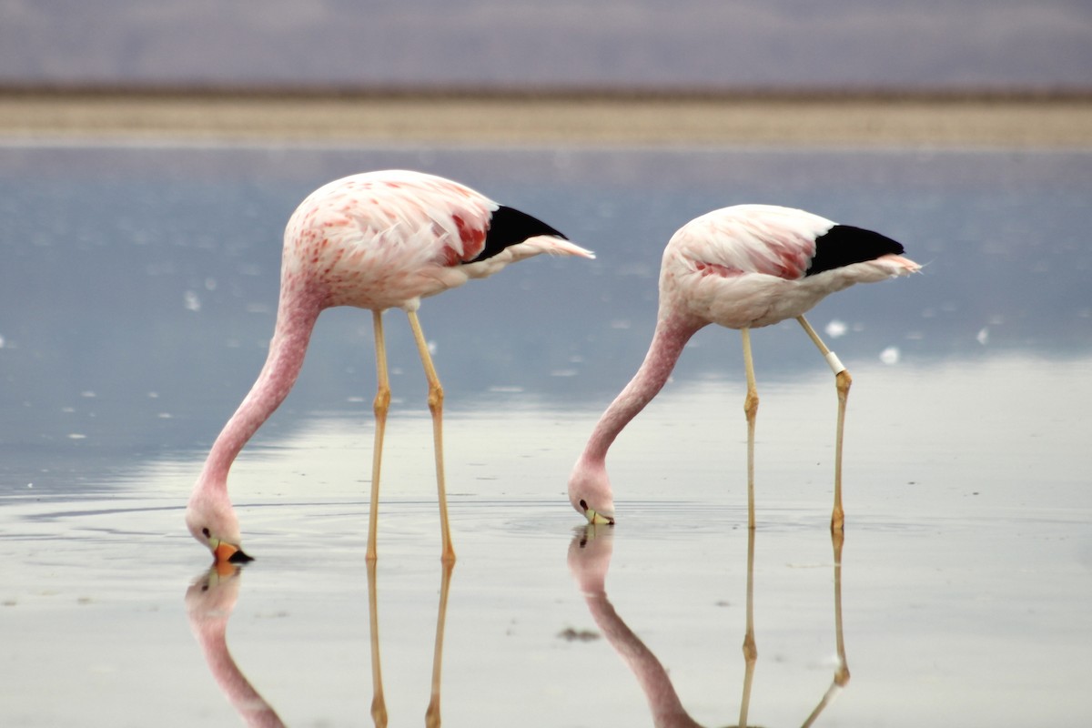 Andean Flamingo - ML578123511