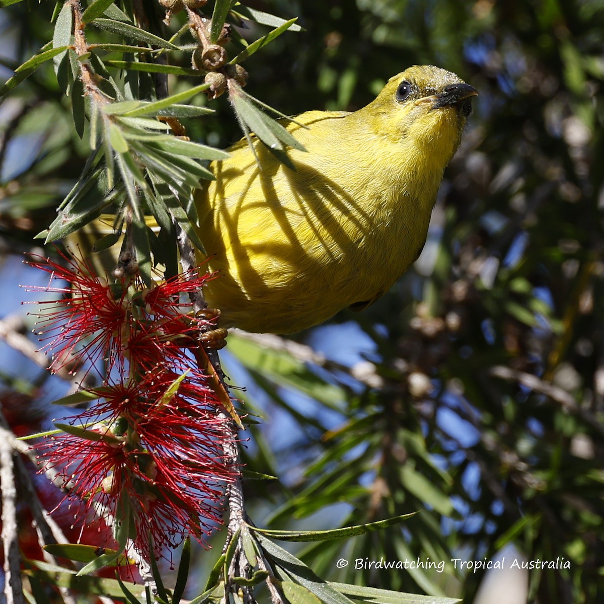 Yellow Honeyeater - Doug Herrington || Birdwatching Tropical Australia Tours