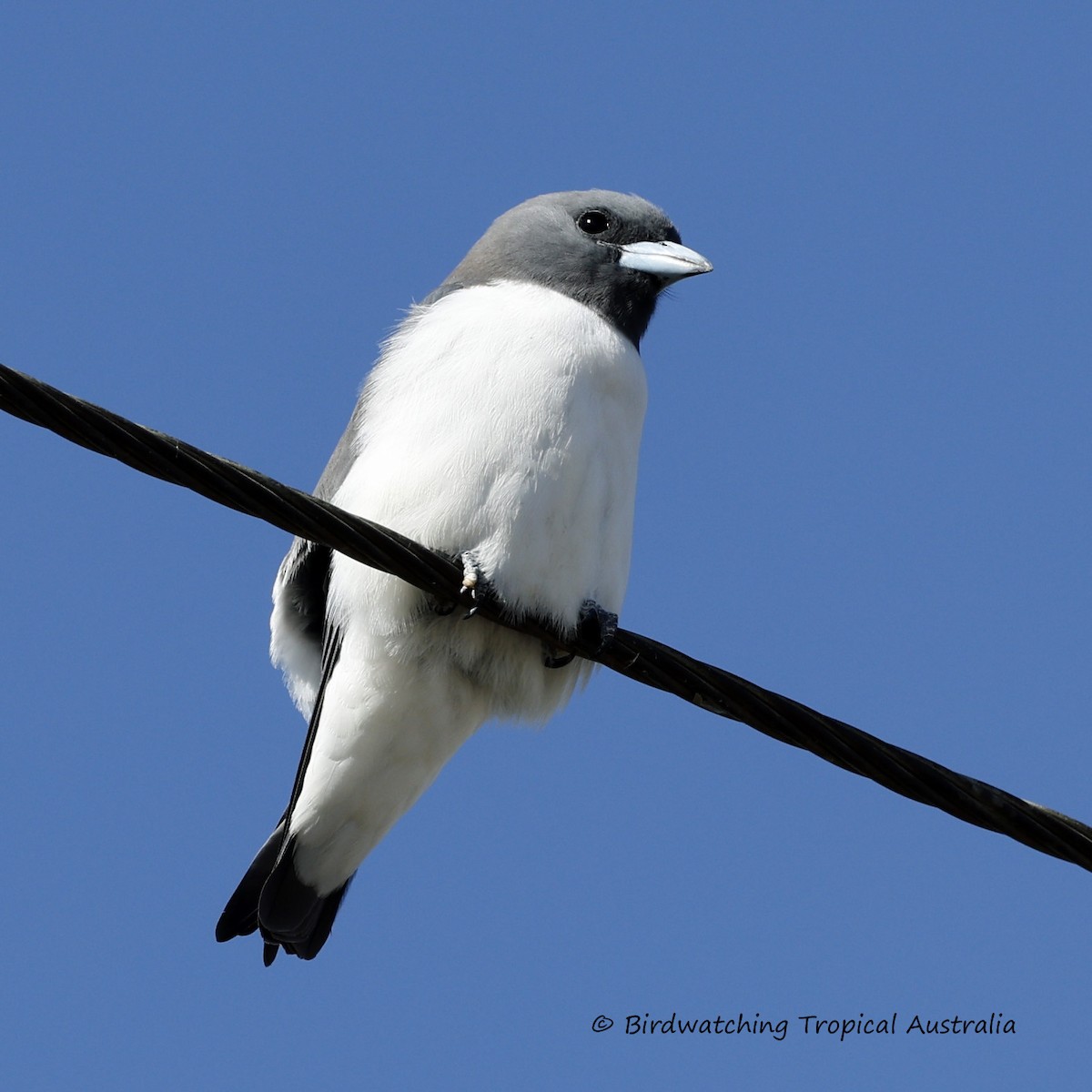 White-breasted Woodswallow - ML578130581