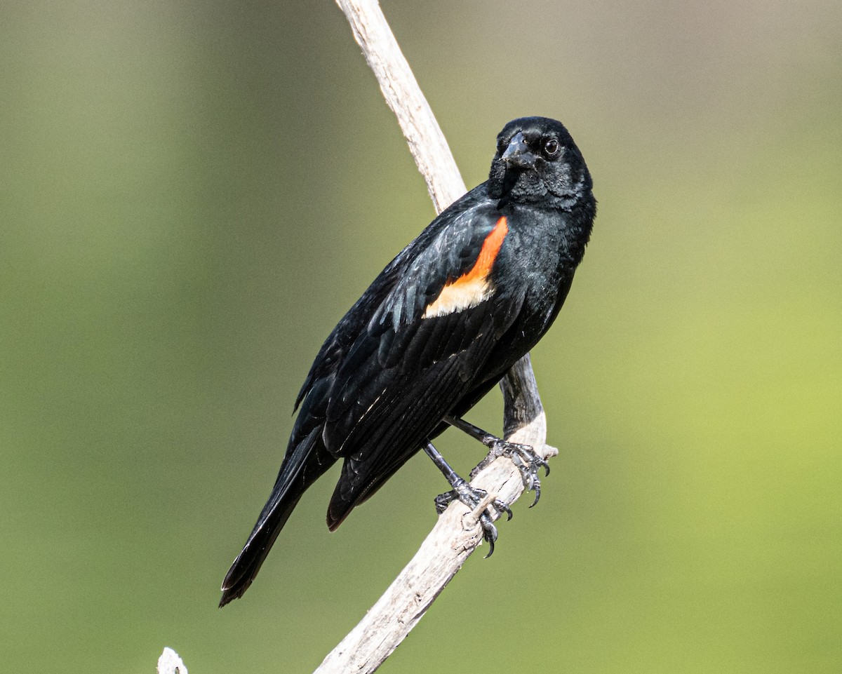 Red-winged Blackbird - ML578130701