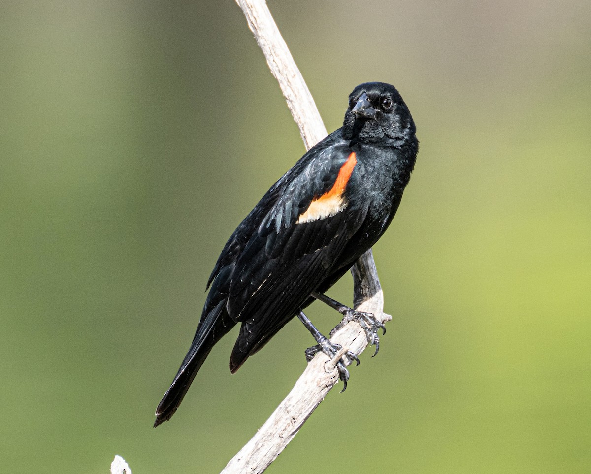 Red-winged Blackbird - Robert Bochenek