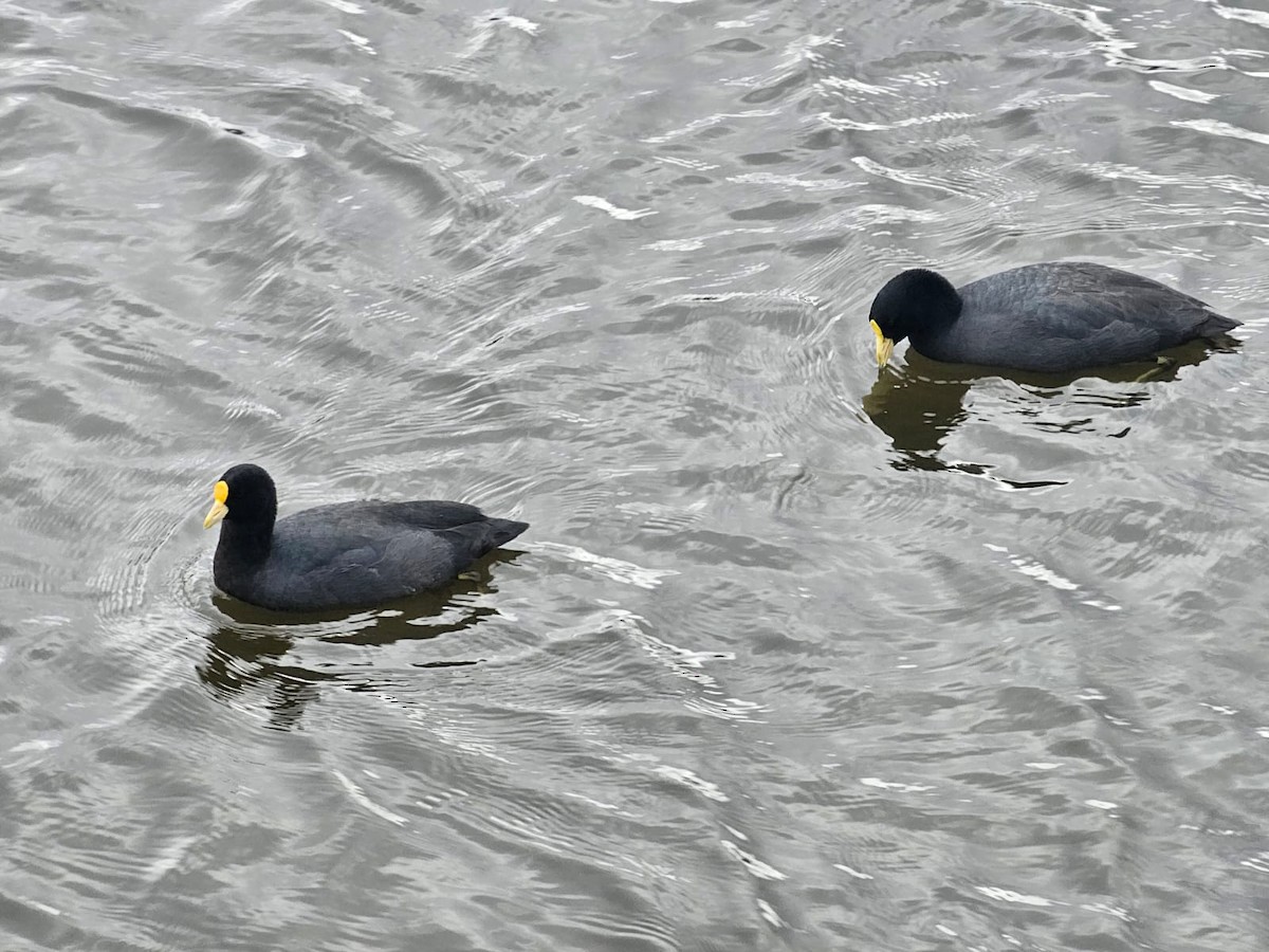 White-winged Coot - ML578130731