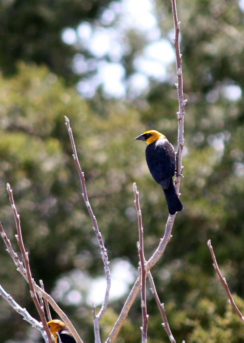 Yellow-headed Blackbird - ML578131461