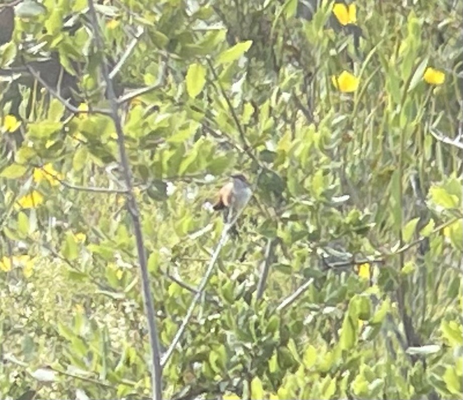 Costa's Hummingbird - ML578134421