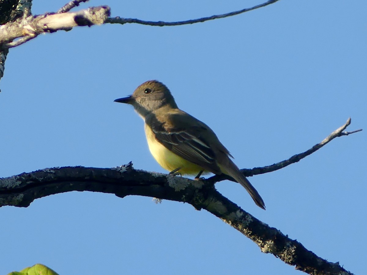 Great Crested Flycatcher - ML578134471