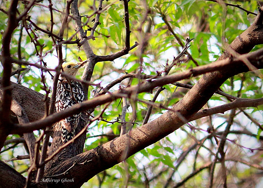 Yellow-crowned Woodpecker - ML57813511