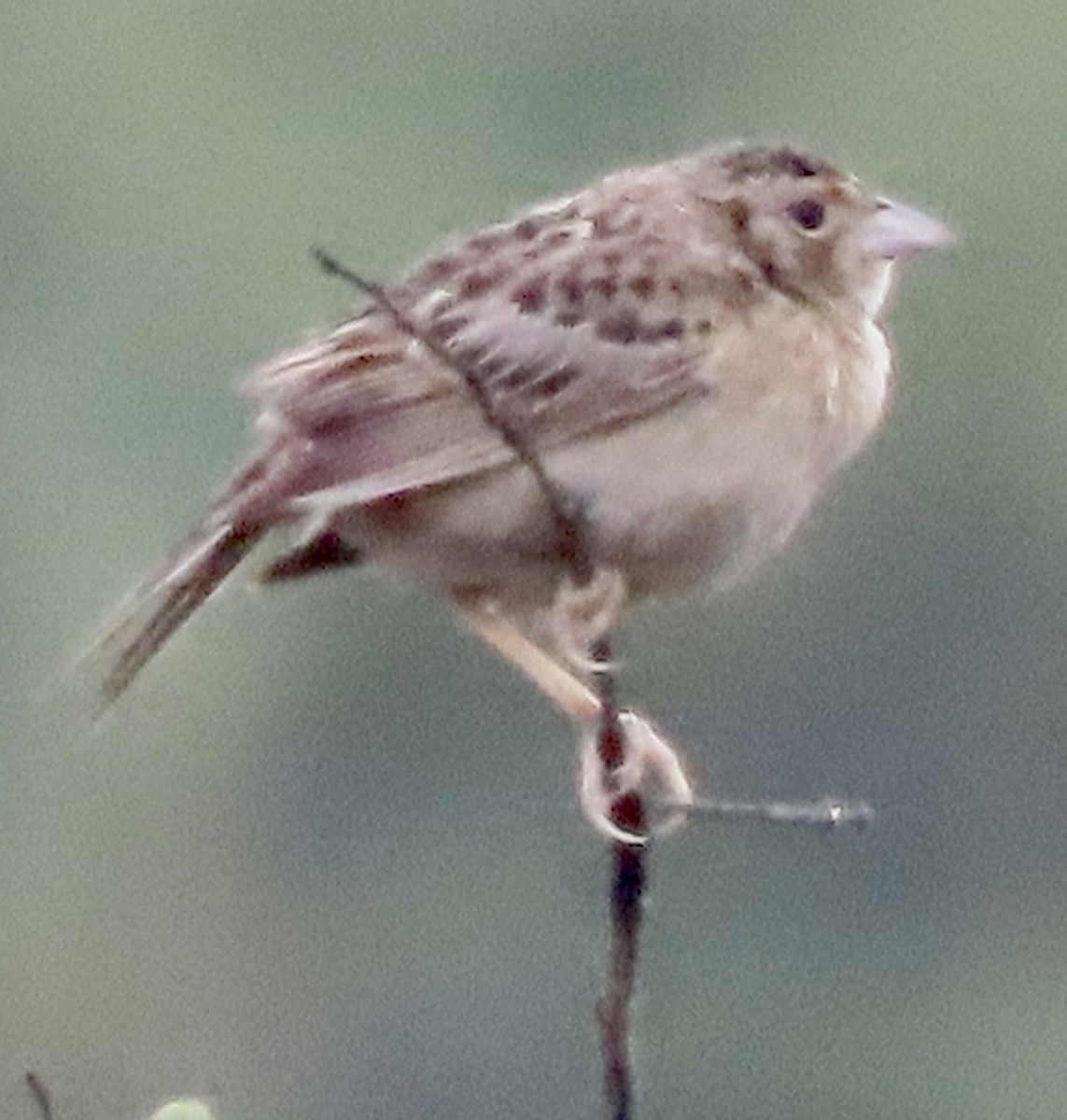 Grasshopper Sparrow - David Trissel