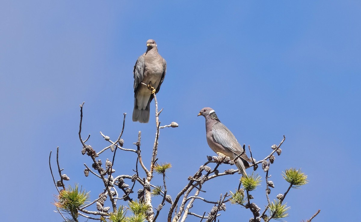 Band-tailed Pigeon - ML578139621