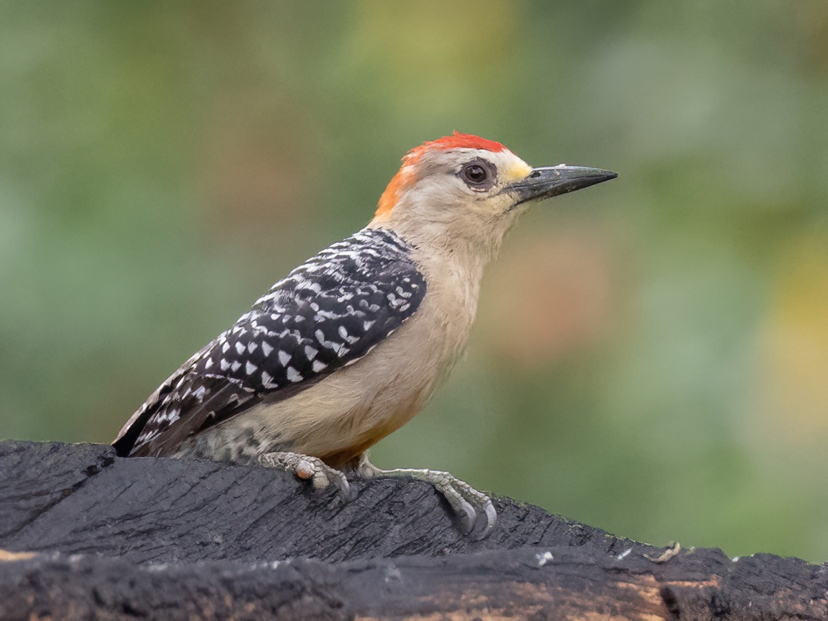 Red-crowned Woodpecker - ML578141501