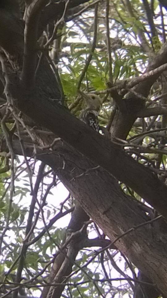 Yellow-crowned Woodpecker - ML57814331
