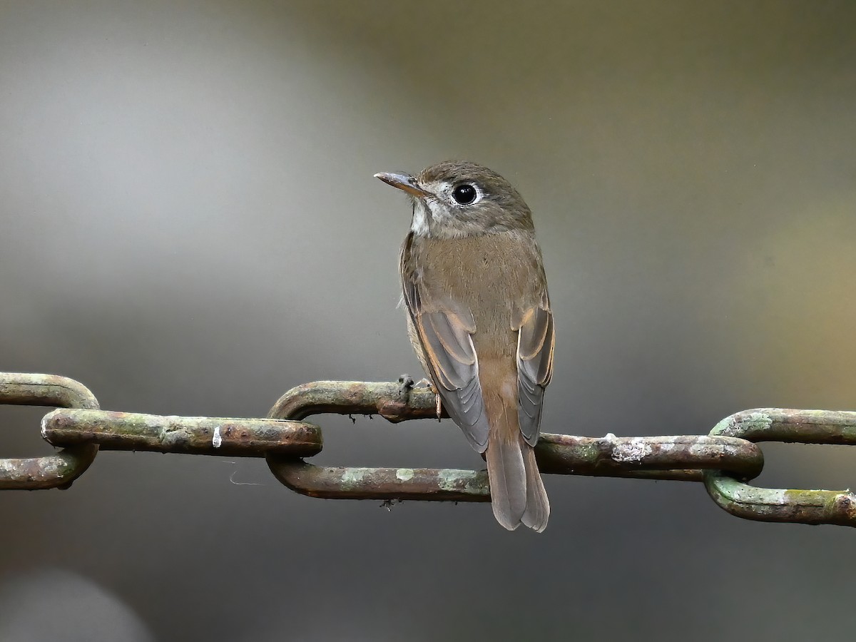 Brown-breasted Flycatcher - peng su