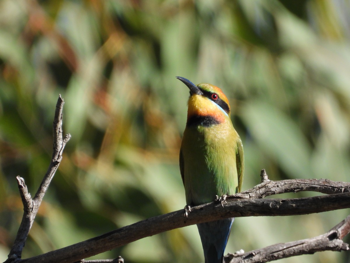 Rainbow Bee-eater - ML578143981
