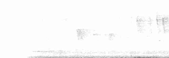 Ak Karınlı Nektarkuşu - ML578145101