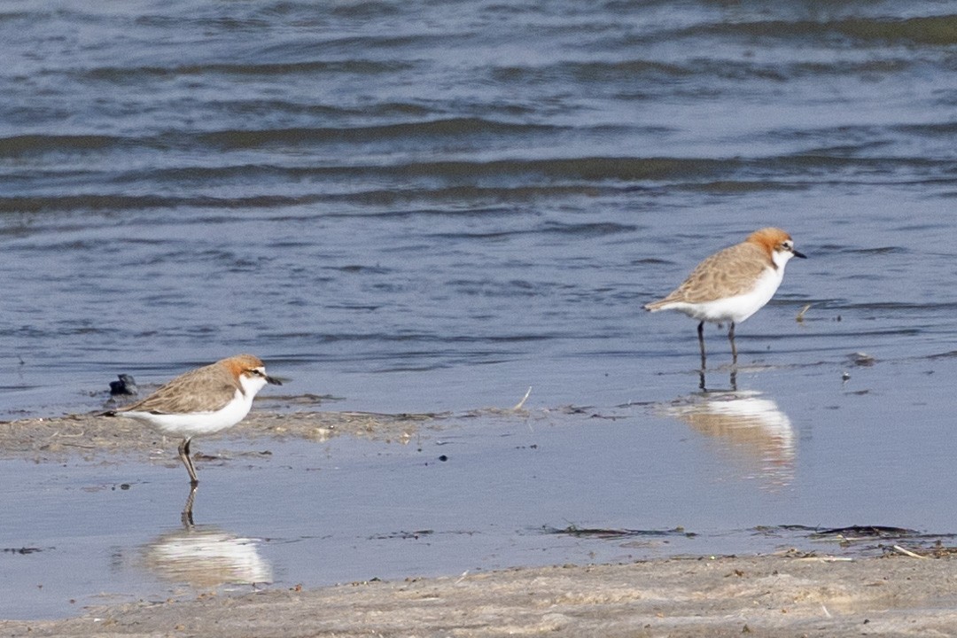 Red-capped Plover - ML578147941