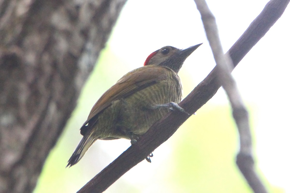 Golden-olive Woodpecker - ML578148851
