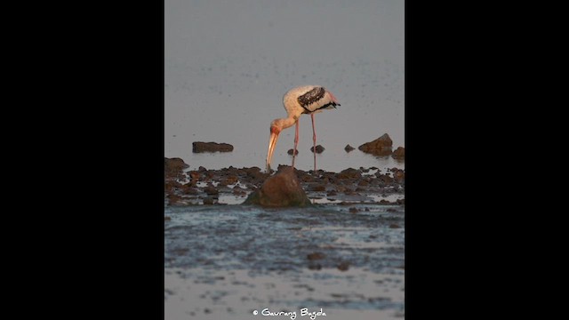 Painted Stork - ML578149881