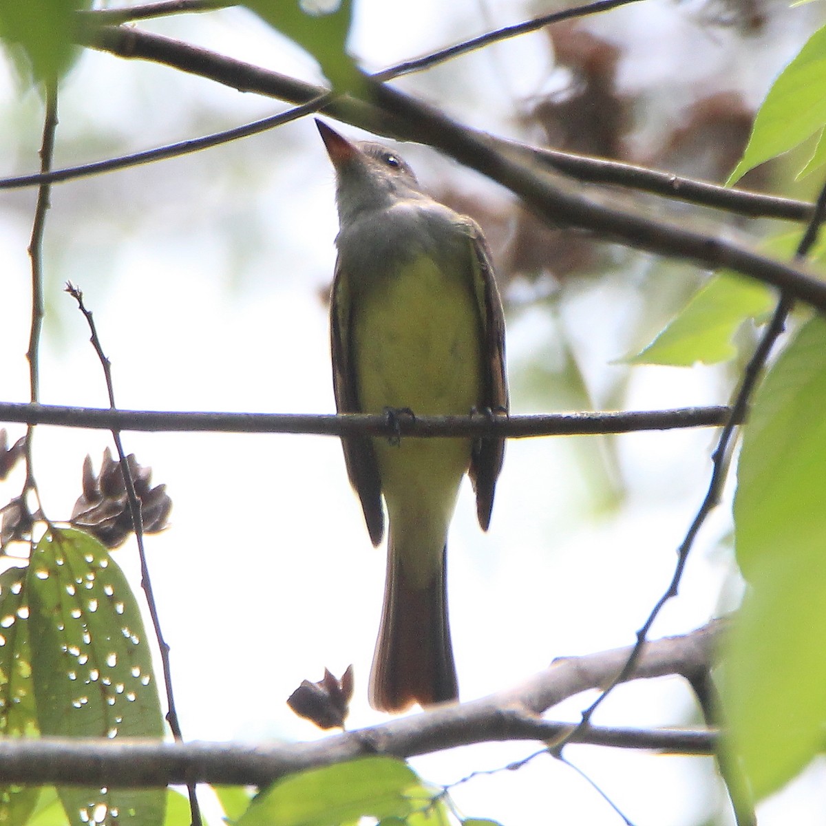 Great Crested Flycatcher - ML578152401