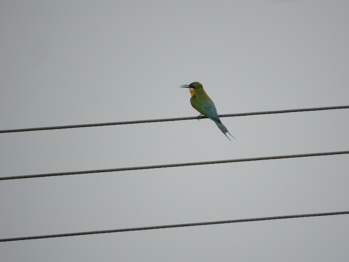 Blue-tailed Bee-eater - ML578153591