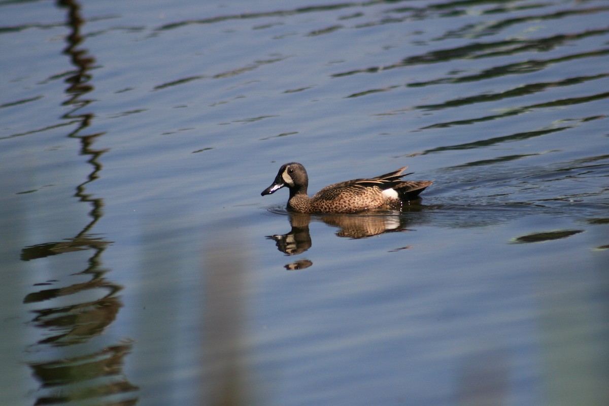 Blue-winged Teal - ML578156701