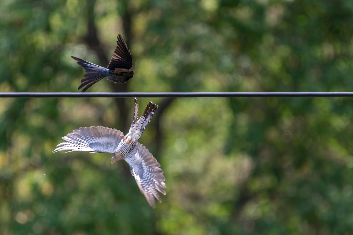 Common Cuckoo - Deepak Budhathoki 🦉