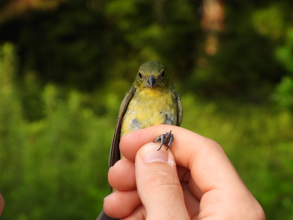 Painted Bunting - ML578160291