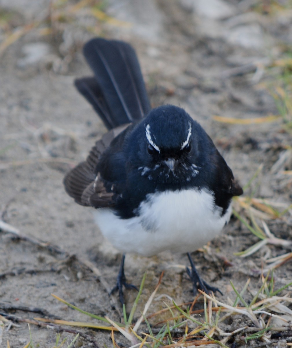 Willie-wagtail - ML57816161