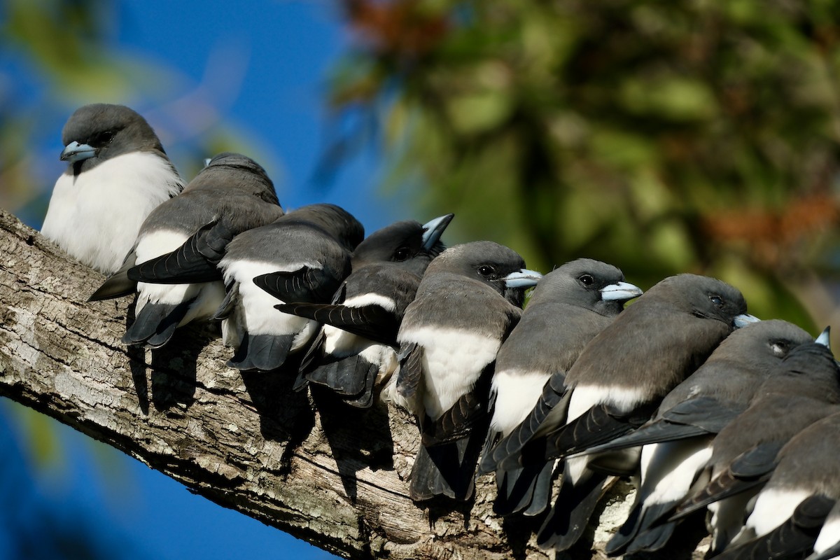 White-breasted Woodswallow - Adrian Brooks