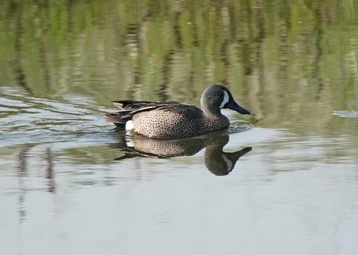 Blue-winged Teal - ML578163431