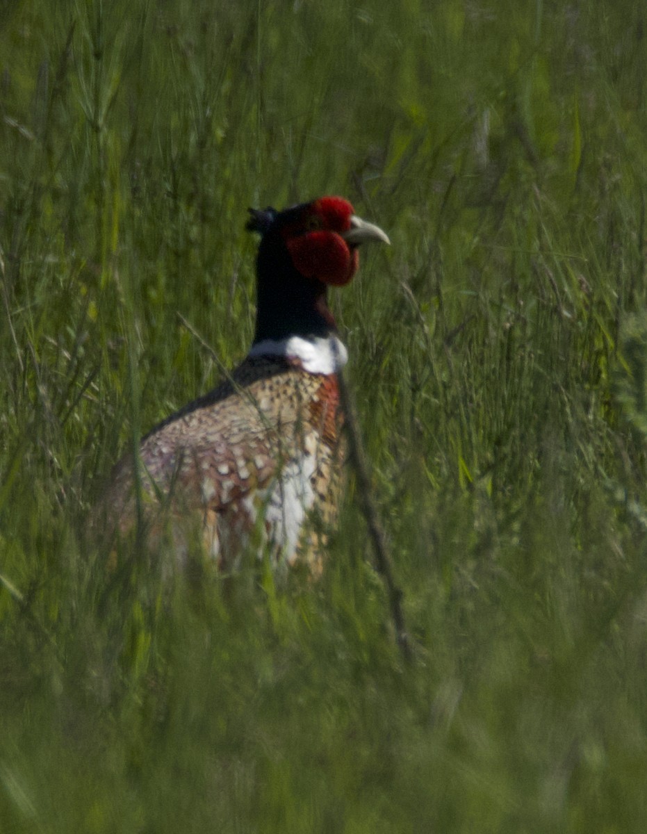 Ring-necked Pheasant - ML578169371