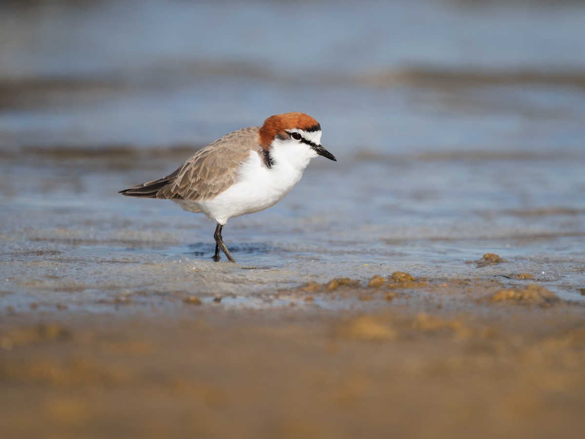 Red-capped Plover - ML578173661