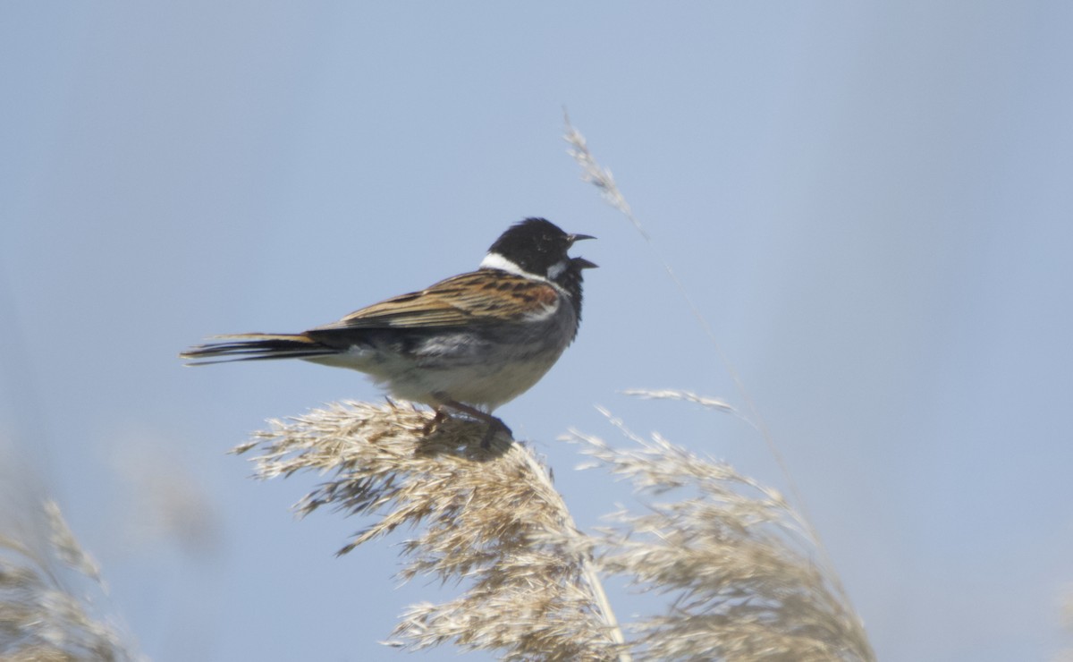 Reed Bunting - Nadine D