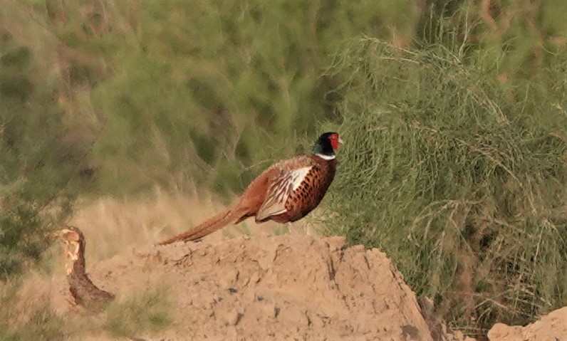 Ring-necked Pheasant - ML578181861