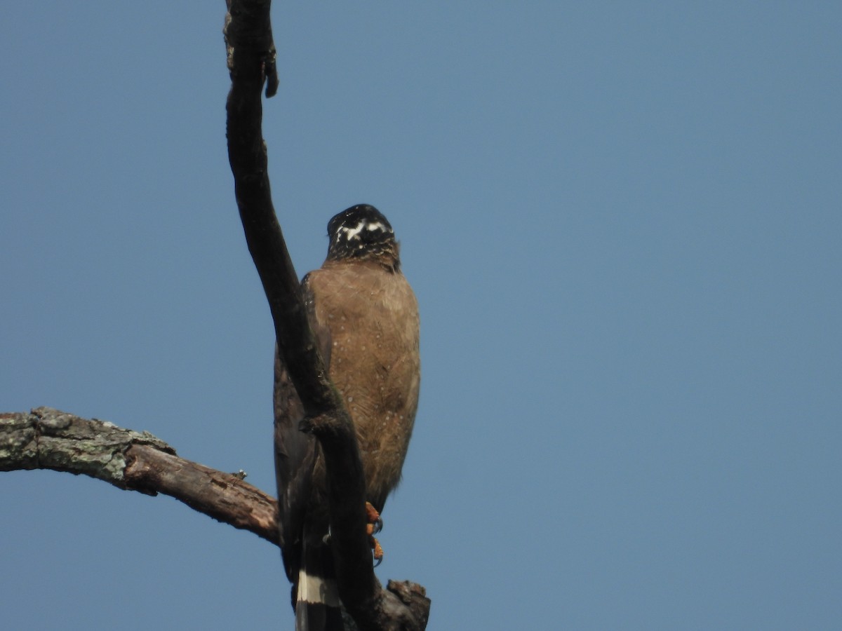 Crested Serpent-Eagle - ML578183131