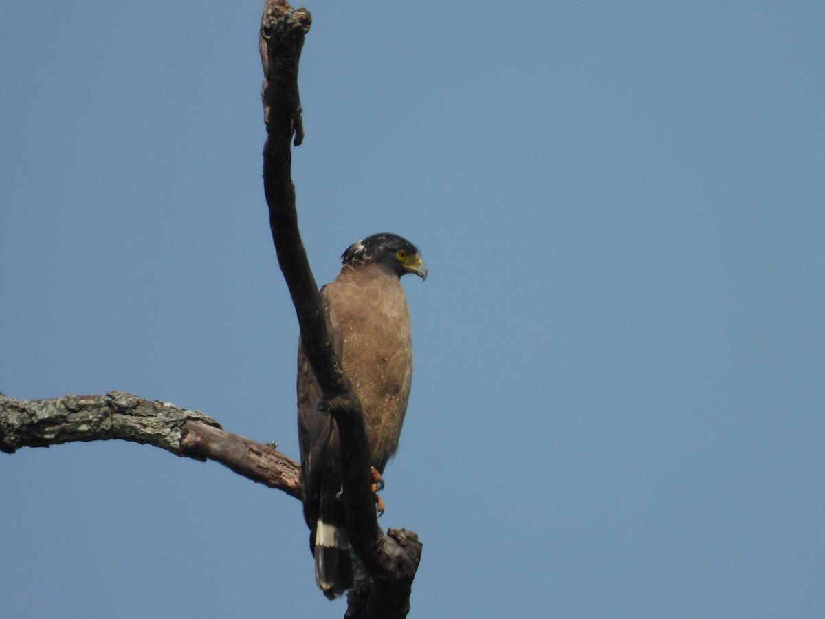 Crested Serpent-Eagle - ML578183141