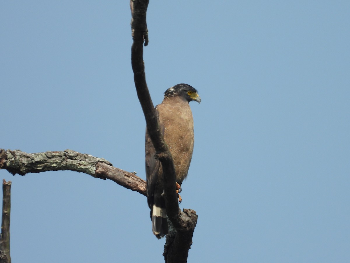 Crested Serpent-Eagle - ML578183151