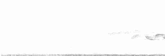 Синьохвіст білобровий - ML578184951