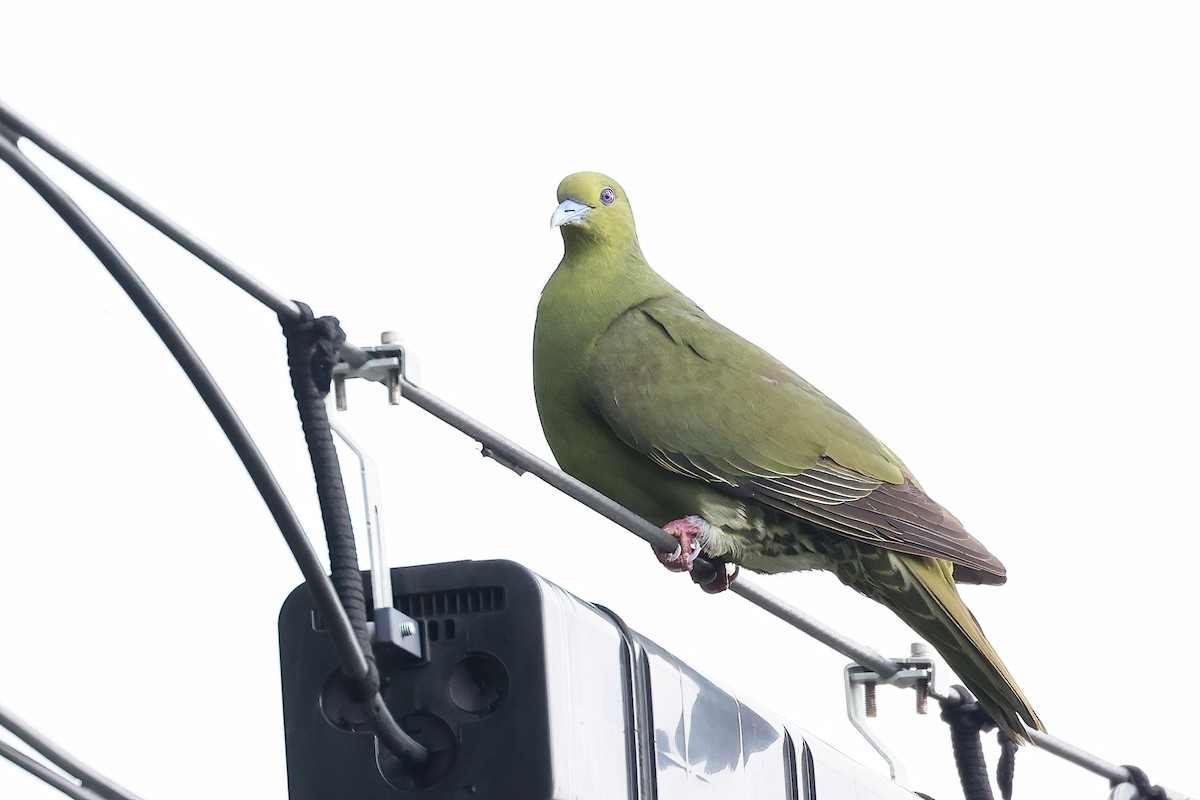 Whistling Green-Pigeon (Ryukyu) - Garrett Lau