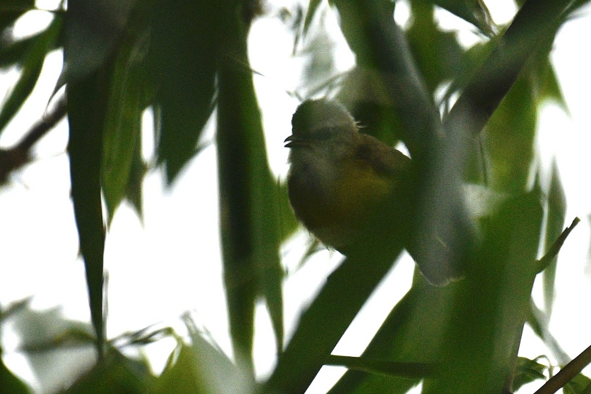 Yellow-bellied Warbler - ML578194291