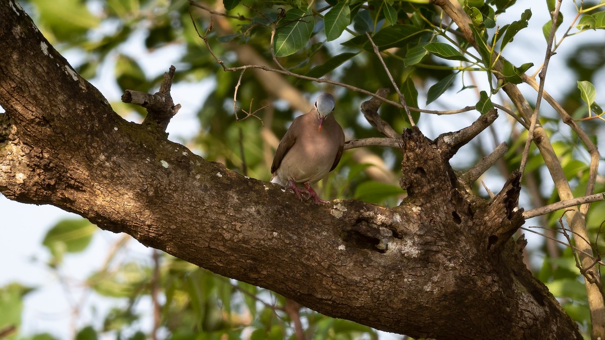 Blue-spotted Wood-Dove - ML578195351