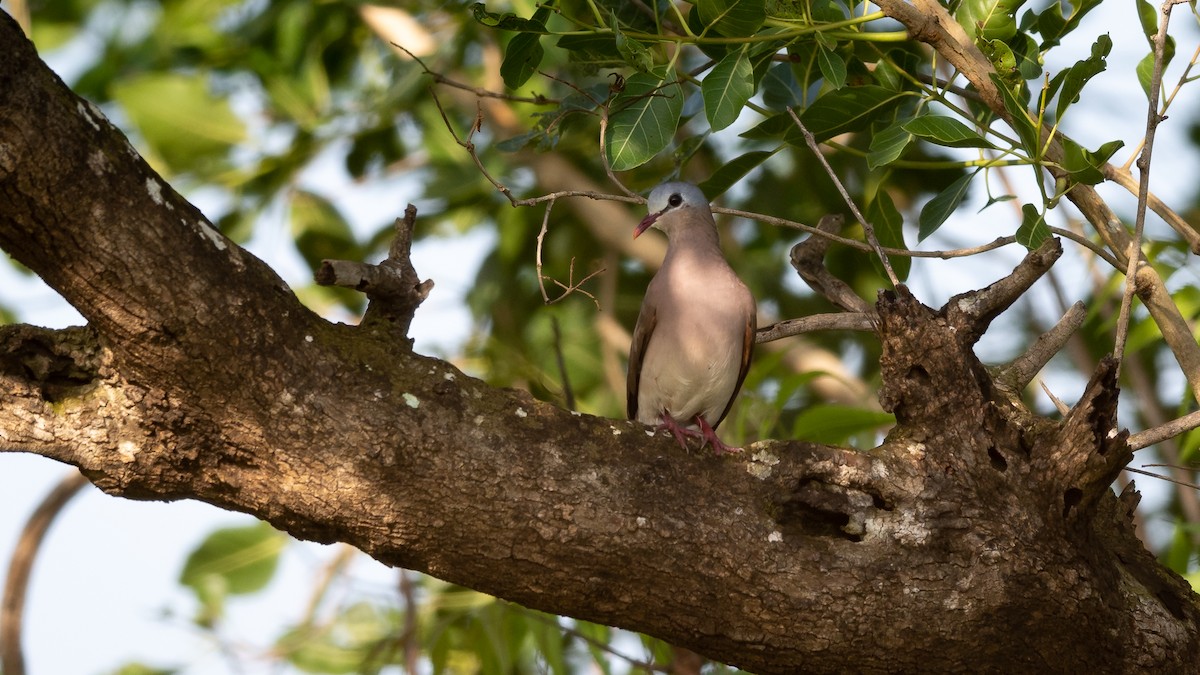 Blue-spotted Wood-Dove - ML578195371