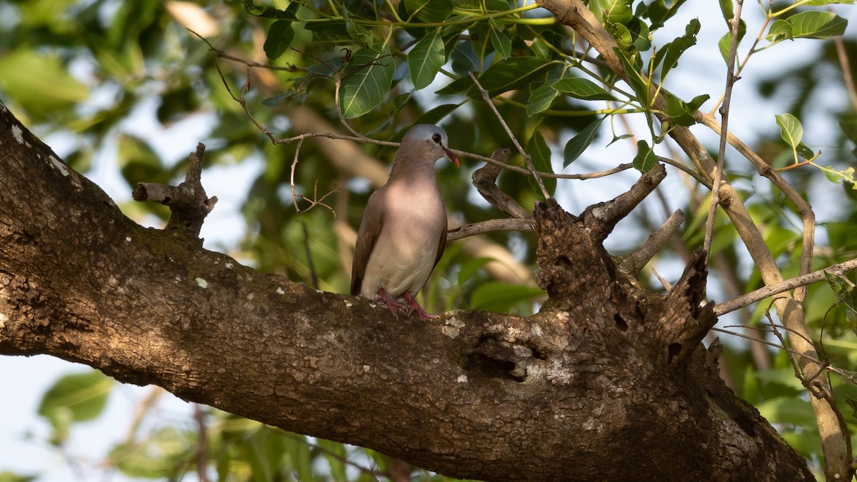 Blue-spotted Wood-Dove - ML578195401