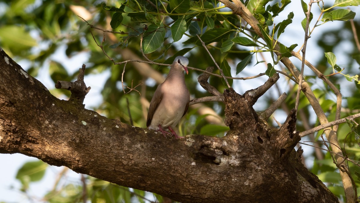 Blue-spotted Wood-Dove - ML578195511