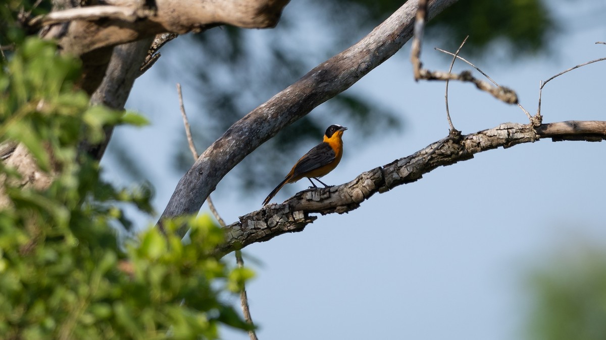 White-crowned Robin-Chat - ML578195601