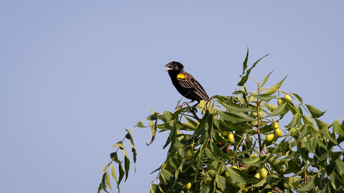 Yellow-mantled Widowbird - ML578196171